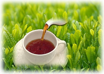 同じお茶の木から出来る緑茶と紅茶